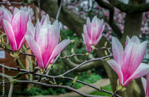 Blossoming pink magnolia flowers on branches in Spring time on garden. Magnolia lilliflora flowers  Natural tender floral background  Selective focus.