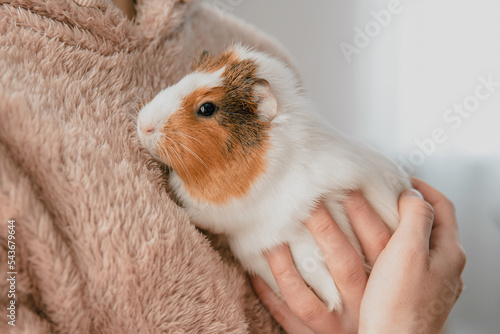 Fotografía The guinea pig in the girl's arms