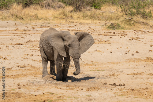 An Elephant Digging for Water