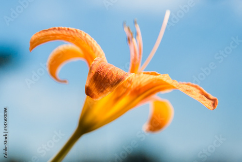 Tiger Lily, Lillium lancifolium close up of flower head with reproductive parts prominent. Orange and yellow flower with stamen. Image taken in Summer (July) in the Union City, Indiana, USA. photo