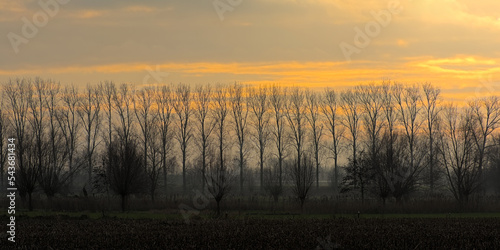 Fototapeta Siulhouettes of bqre poplar trees against the colorful evening sky in the flemis