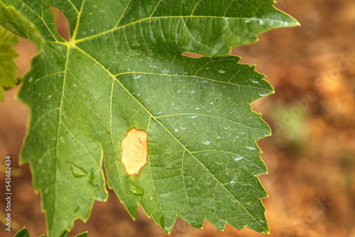 Grape disease. Plasmopara viticola on the vine leaf
