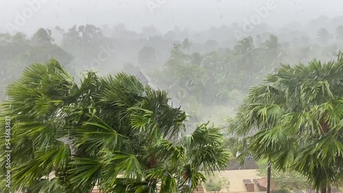 Heavy tropical rain and gale force winds on palm trees.
