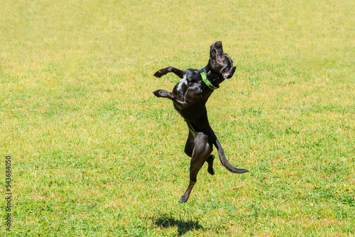 black pointer in a jump against the background of green grass on a clear lightning day