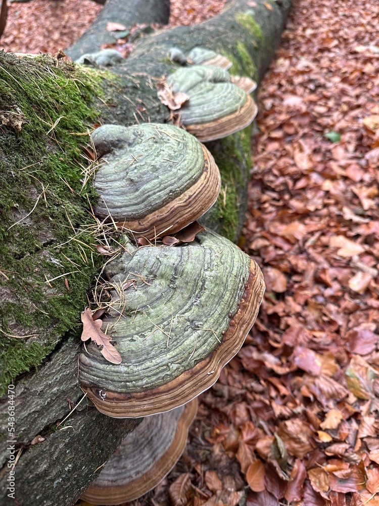 Pilze im Wald