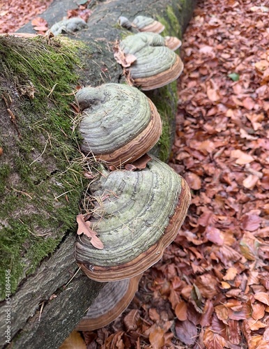 Obraz na płótnie Pilze im Wald w salonie