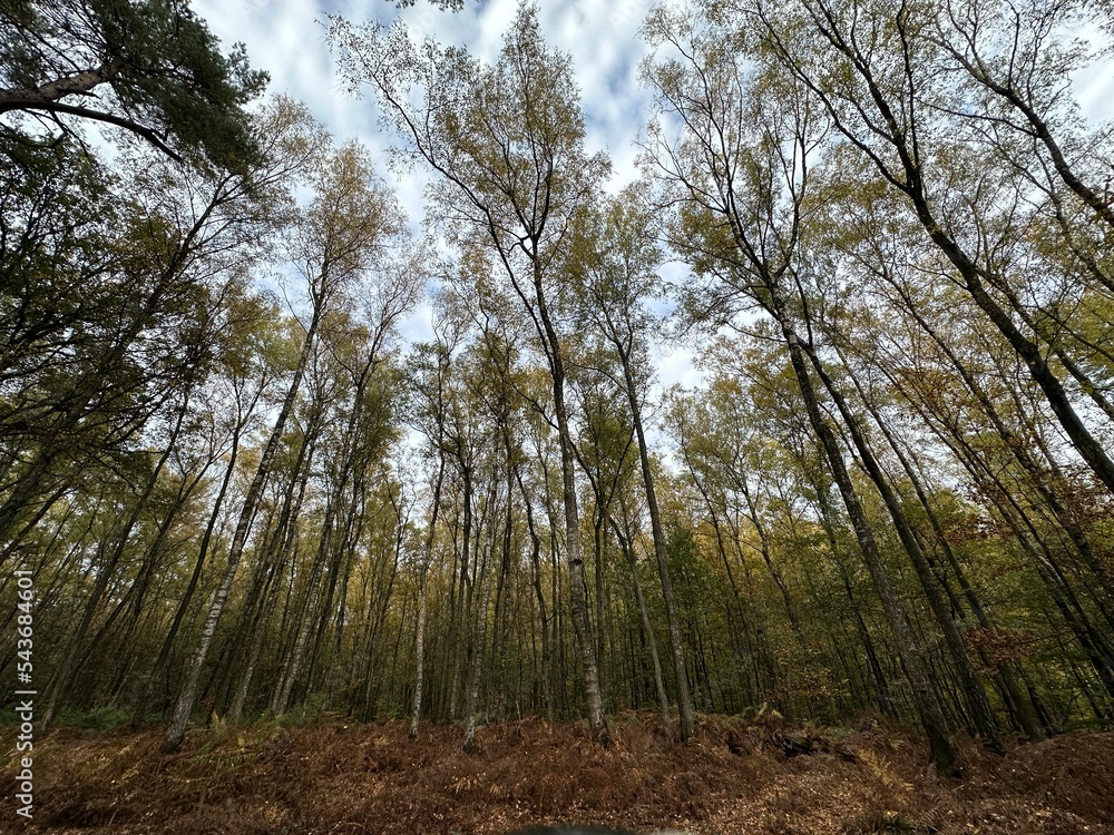 Wald