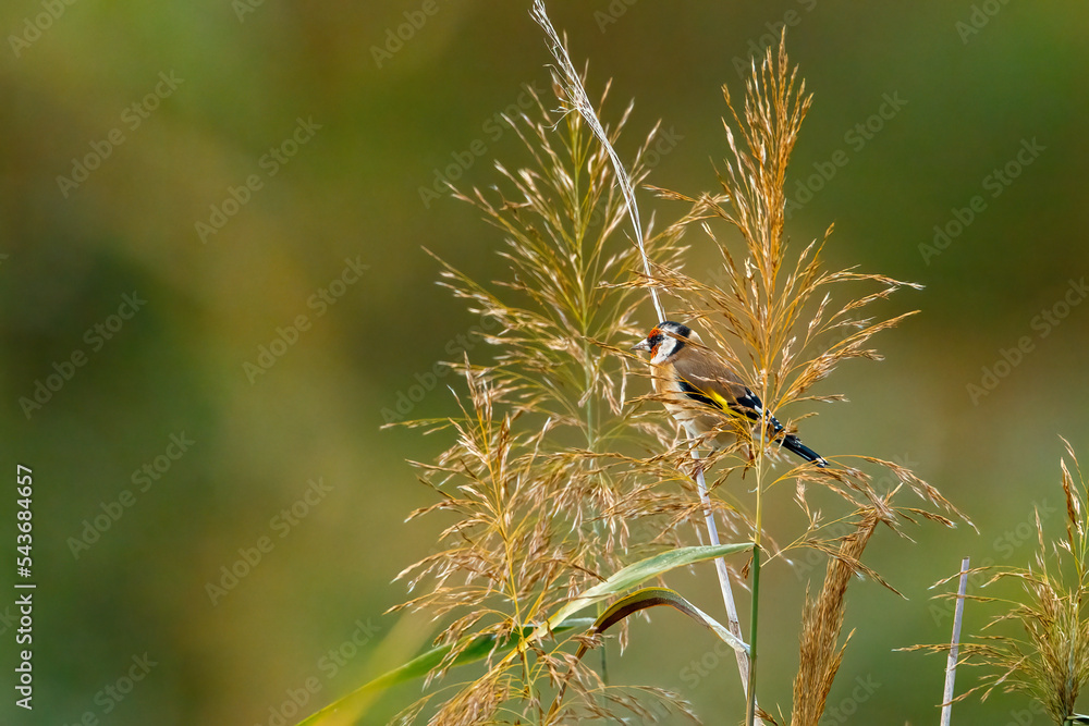 A Goldfinch in the wild A Goldfinch in the wild