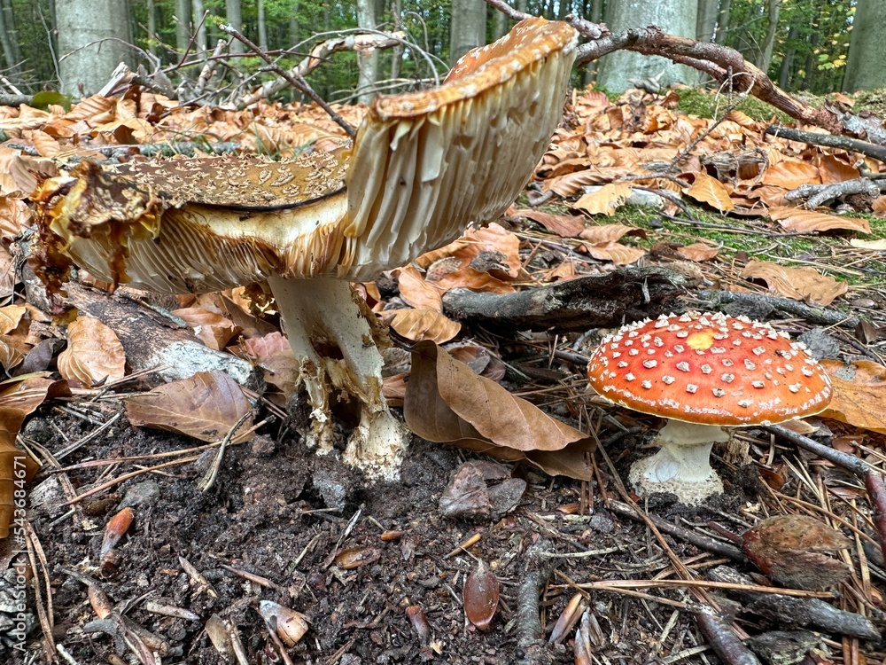 Pilze im Wald