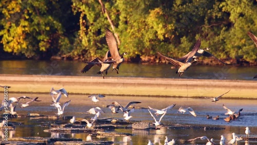 Flock of Canada Geese flying South, migration in Autumn, crystal-clear telephoto slow motion.
 photo