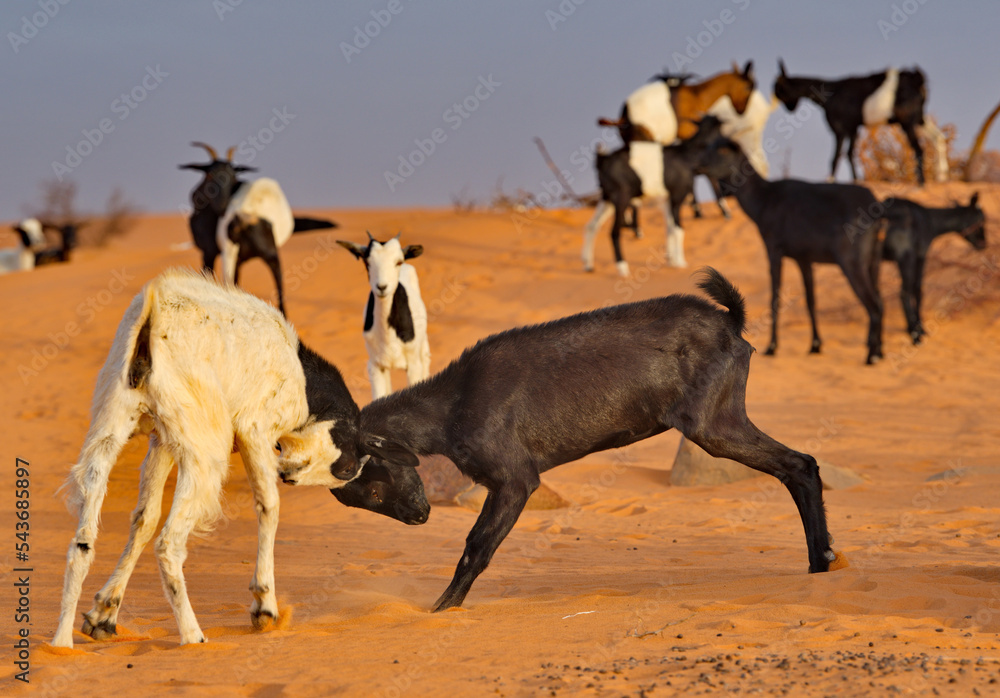 West Africa. Mauritania. Young goats of a small herd, rising high on their hind legs, sort things out on a pasture in the Sahara Desert. West Africa. Mauritania. Young goats of a small herd, rising high on their hind legs, sort things out on a pasture in the Sahara Desert.