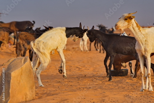 West Africa. Mauritania. Young goats of a small herd  rising high on their hind legs  sort things out on a pasture in the Sahara Desert.