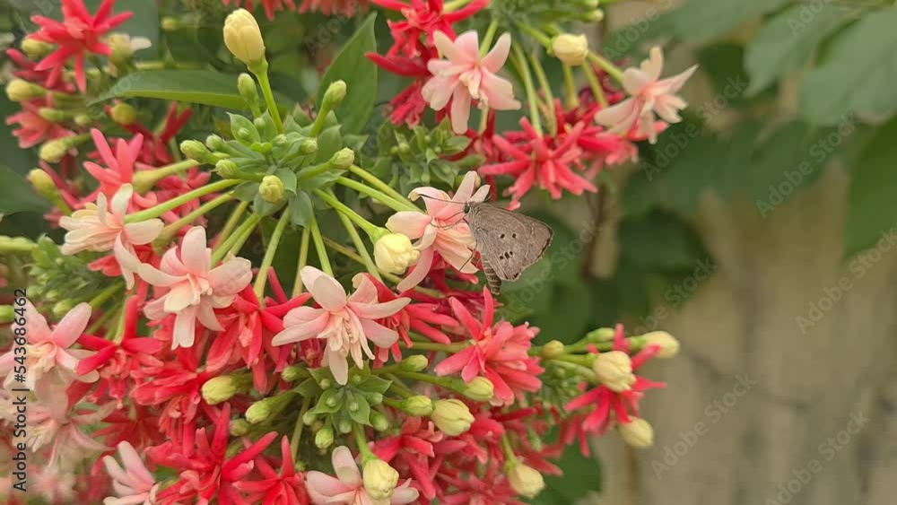 Dutch jasmine flowers (Quisqualis indica) as Chinese honeysuckle, Rangoon Creeper, Combretum indicum red, pink, rose colors in the wind swaying close up Dutch jasmine flowers (Quisqualis indica) as Chinese honeysuckle, Rangoon Creeper, Combretum indicum red, pink, rose colors in the wind swaying close up
