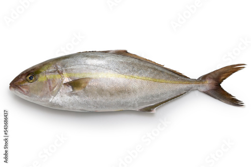 greater amberjack isolated on white background