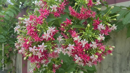 Dutch jasmine flowers (Quisqualis indica) as Chinese honeysuckle, Rangoon Creeper, Combretum indicum red, pink, rose colors in the wind swaying close up photo