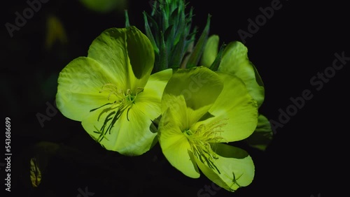 flower yellow lunaria in a dark garden illuminated by a lantern in motion at different angles, the play of light and shadow, in the style of art, 4k