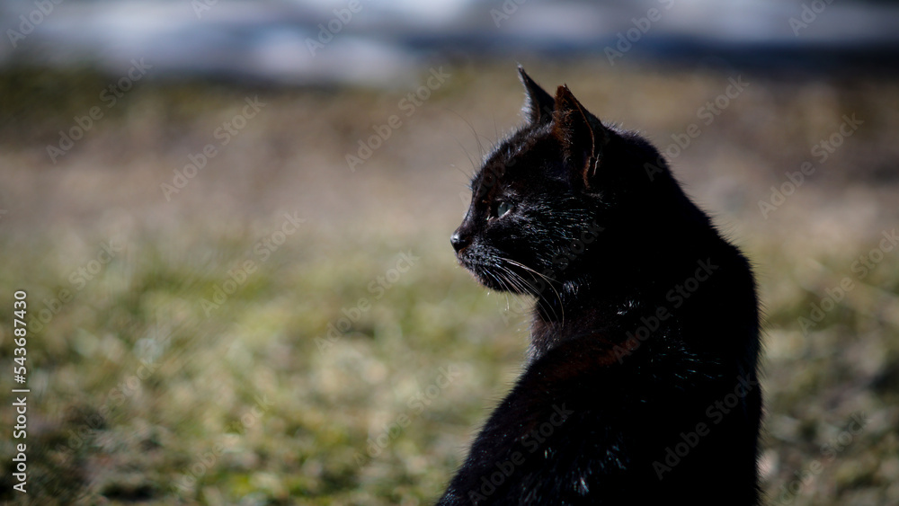 black cat portrait on blurred background black cat portrait on blurred background