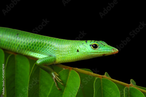 Emerald skink lizard on the leaf