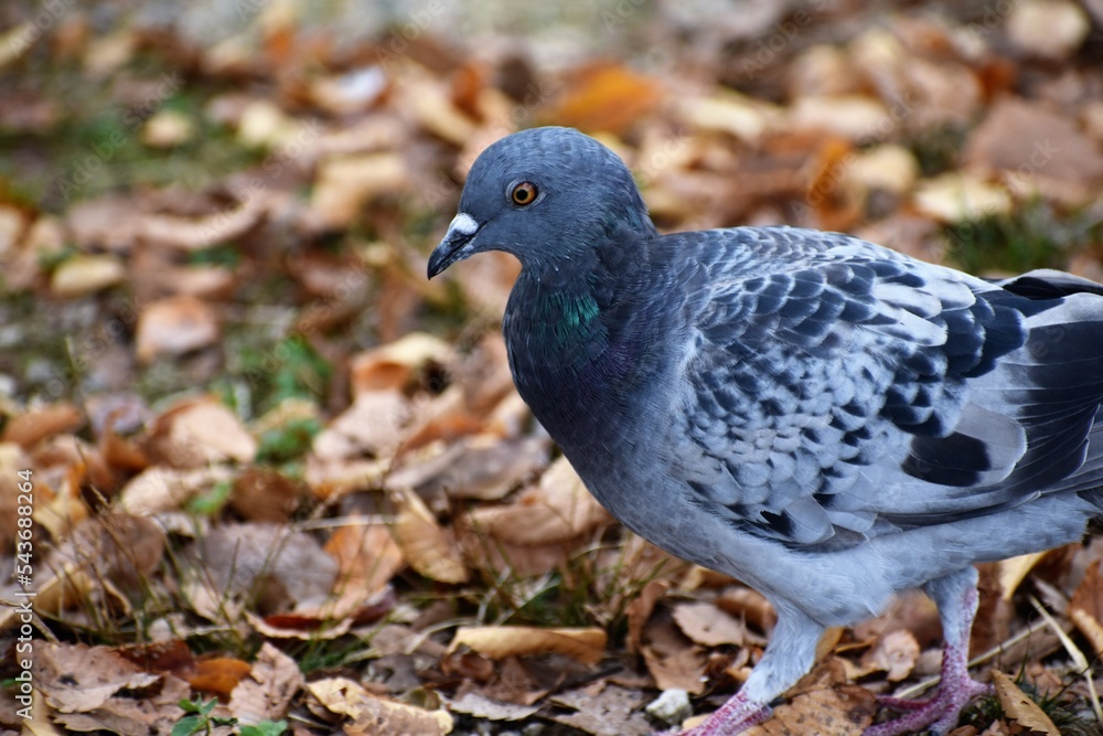 落ち葉と鳩(ハト) 落ち葉と鳩(ハト)