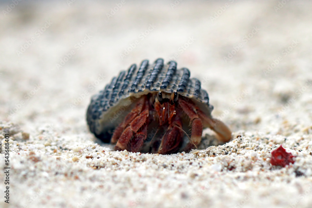 Hermit Crab, Common Name in indonesia is Kelomang