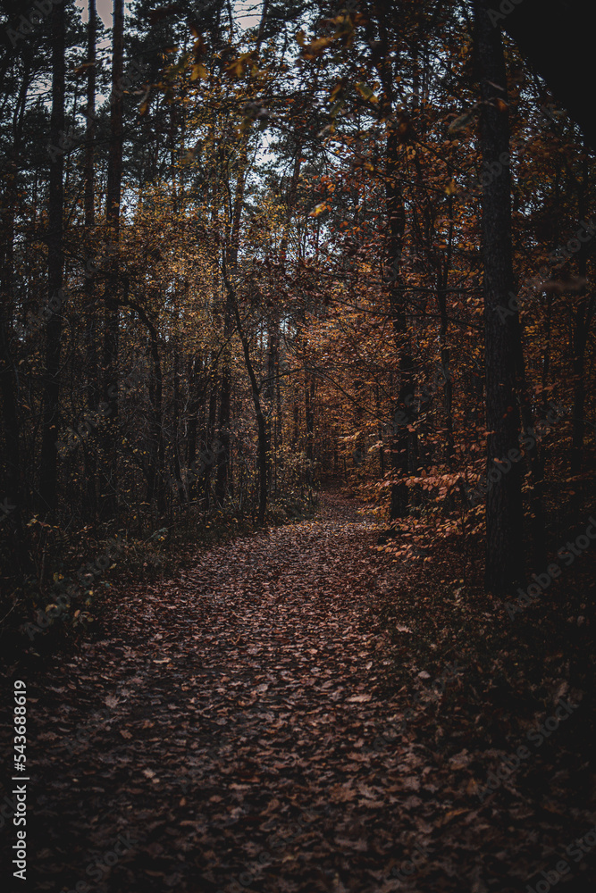 Fototapeta premium jesień z w lesie