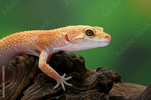 Leopard gecko on tbe branch wood photo