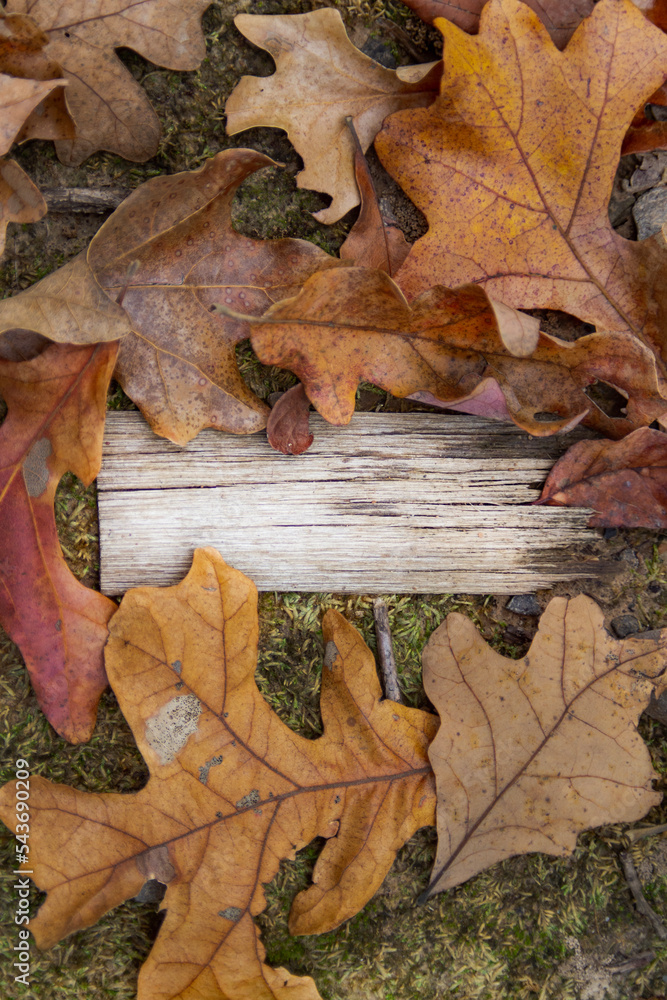 Thanksgiving background with autumn leaves and rustic wood Thanksgiving background with autumn leaves and rustic wood