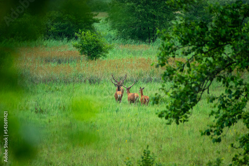 Four deer walking through tall grass on a meadow