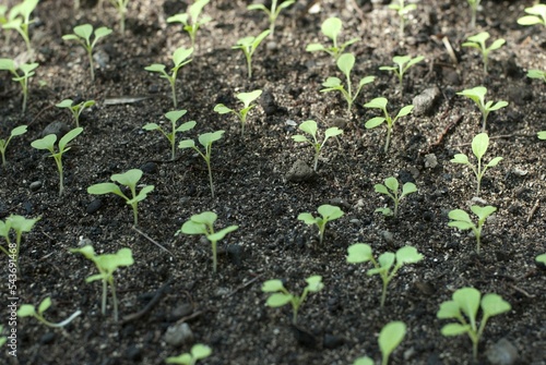 Rows of fresh green cultivated seedlings in a garden seedbed