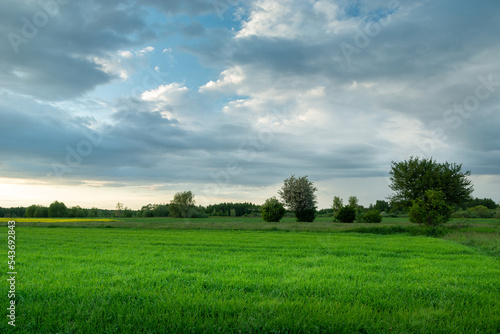 Spring green field and clouds on the sky