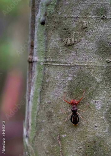 red ant on a tree