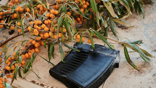 A clip for a 12-gauge pump-action lies among the mountain ash