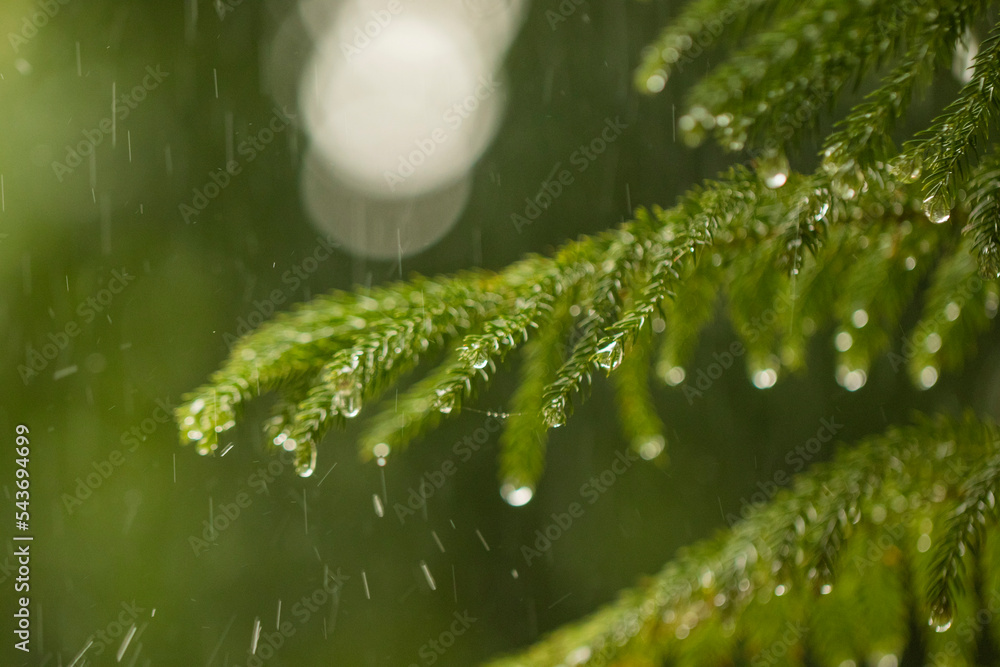 Fototapeta premium Various views of the monsoon season