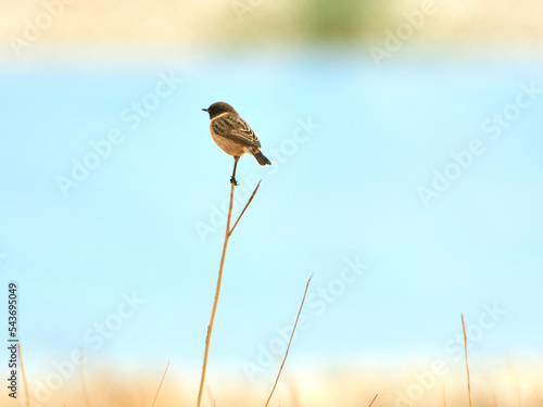 European stonechat bird. Saxicola rubicola photo