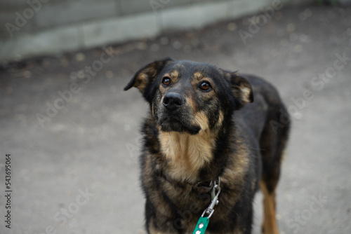 stray dog on a black leash