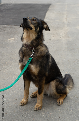 stray dog on a black leash
