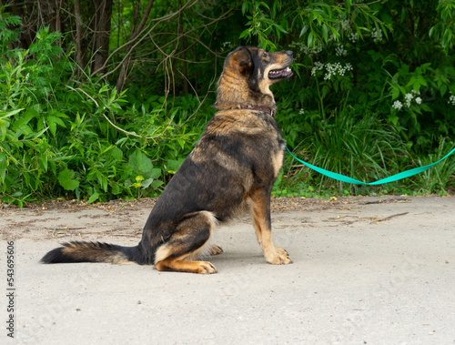 stray dog on a black leash