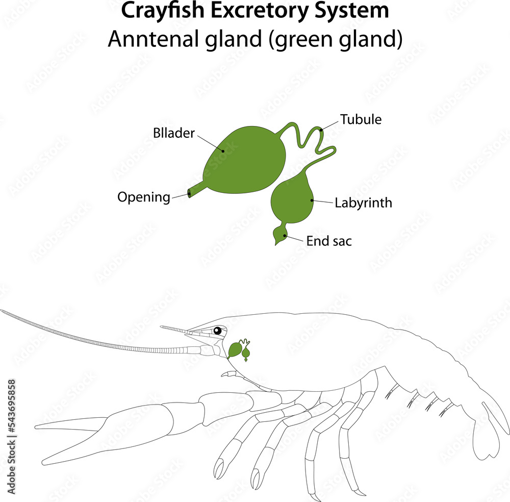 Crayfish Excretory System. Anntenal gland (green gland). Stock