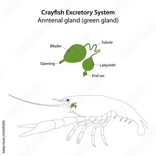Crayfish Excretory System. Anntenal gland (green gland).