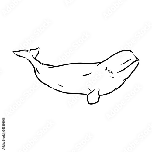 Fototapeta Hand drawn vector beluga whale