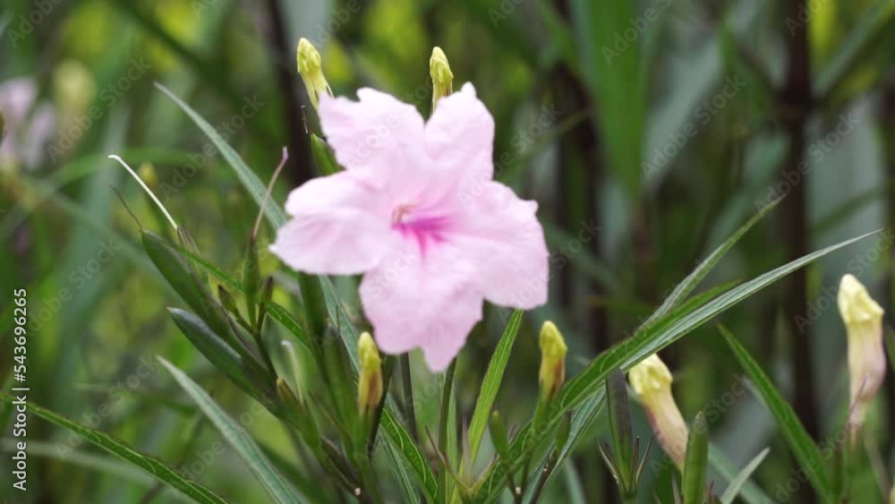 Ruellia simplex (also called kencana ungu, rawelia, rolia, rowlea) with a natural background Ruellia simplex (also called kencana ungu, rawelia, rolia, rowlea) with a natural background