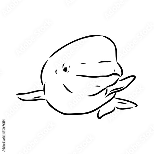 Hand drawn vector beluga whale. Sketch engraving illustration of whale. beluga whale vector sketch illustration