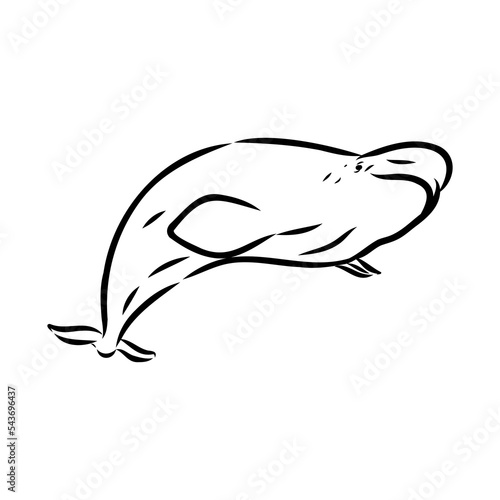 Hand drawn vector beluga whale. Sketch engraving illustration of whale. beluga whale vector sketch illustration