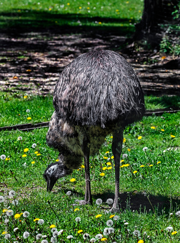 Ostrich emu on the lawn. The biggest australian bird. Latin name - Dromaius novaehollandiae