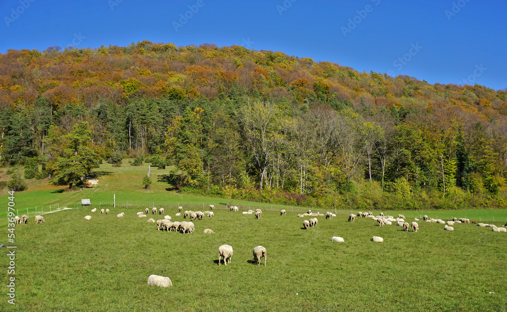 Schafherde am Fuße des herbstlich gefärbten Farrenberges; Schwäbische Alb; Schafherde am Fuße des herbstlich gefärbten Farrenberges; Schwäbische Alb;