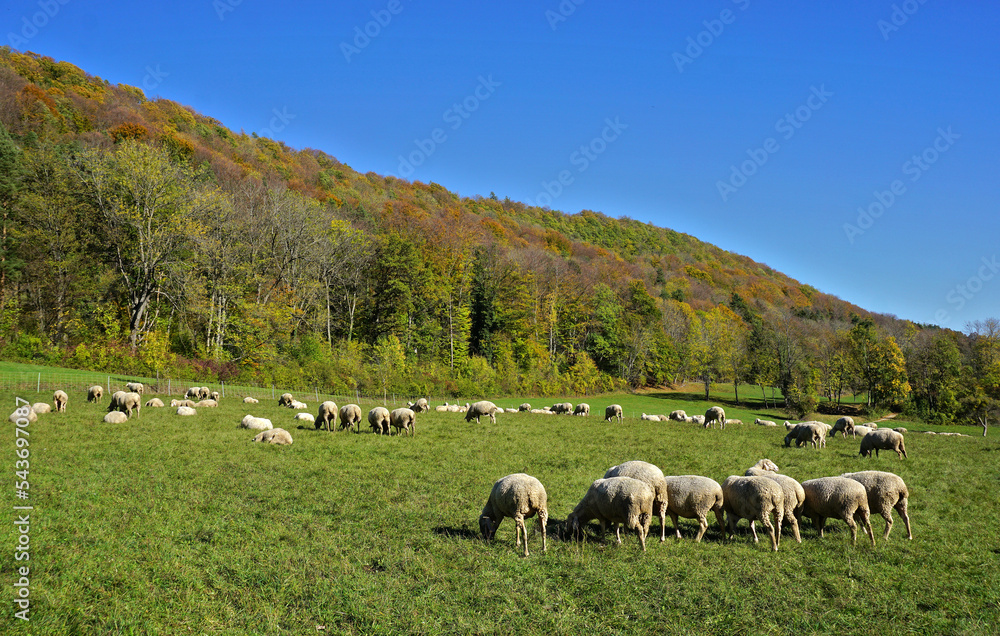 Schafherde am Fuße des herbstlich gefärbten Farrenberges; Schwäbische Alb; Schafherde am Fuße des herbstlich gefärbten Farrenberges; Schwäbische Alb;