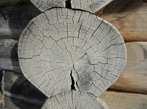 Baumscheibe; Jahresringe; Holzquerschnitt; Baumstamm an einem Blockhaus photo