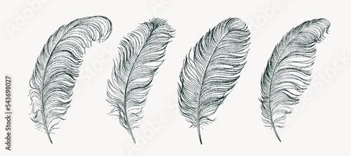 Photographie Set of ostrich feathers hand-drawn. Vector illustration