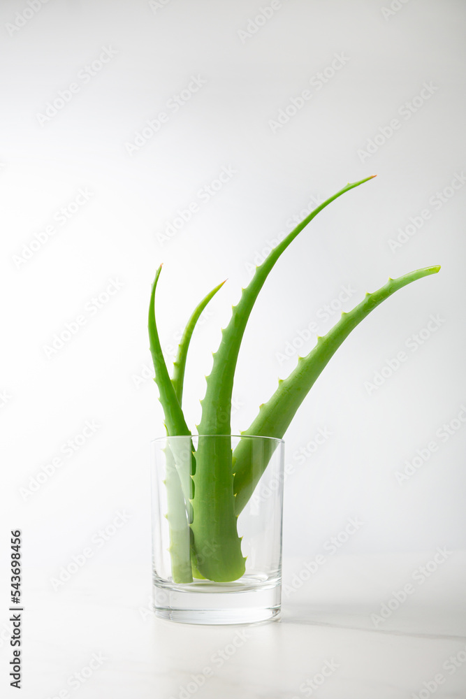 Aloe vera plants in glass cosmetic concept Aloe vera plants in glass cosmetic concept
