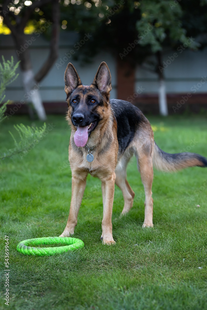 German shepherd stands on the green grass German shepherd stands on the green grass